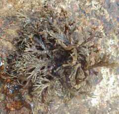 Cystoseira compressa