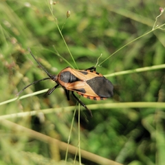 Sephina vinula