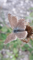 Polyommatus dorylas