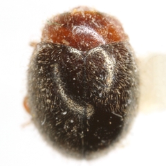 Rhyzobius lophanthae