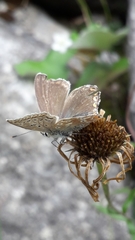 Polyommatus dorylas