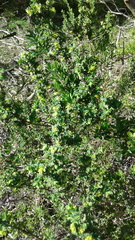 Pimelea serpyllifolia