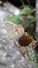 Polyommatus dorylas