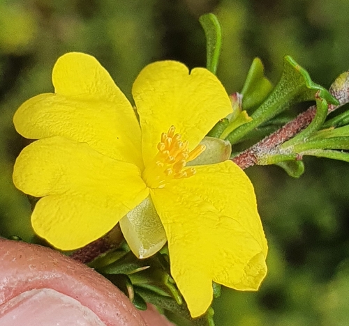 Image of Hibbertia monogyna by (c) ronavery, some rights reserved (CC BY)
