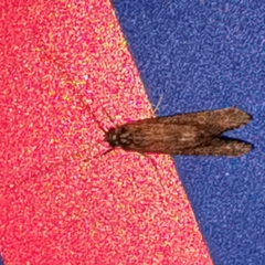 Hydropsyche pellucidula