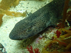 Scyliorhinus