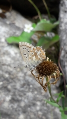 Polyommatus dorylas