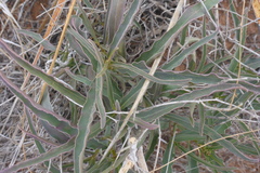 Asclepias brachystephana