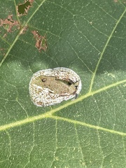Phyllonorycter tiliacella