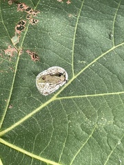 Phyllonorycter tiliacella