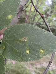 Pachypsylla celtidisumbilicus