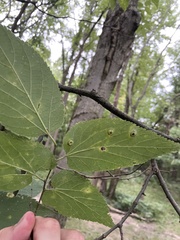 Pachypsylla celtidisumbilicus