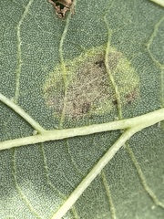 Phyllonorycter tiliacella