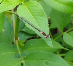 Enallagma doubledayi