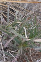 Asclepias brachystephana
