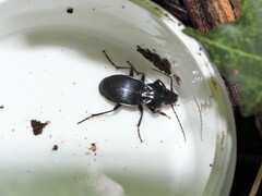 Pterostichus pedemontanus