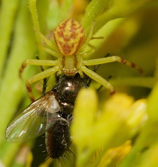 Lydina