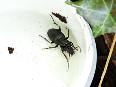 Pterostichus pedemontanus
