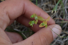 Euphorbia spathulata