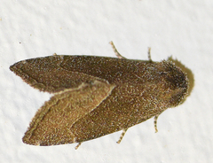 Plagiomimicus spumosum