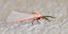 Pygarctia spraguei