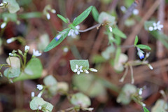 Claytonia rubra rubra