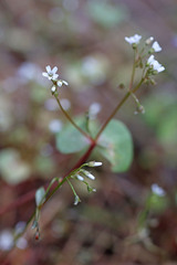 Claytonia rubra rubra