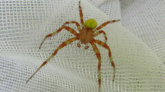Araneus trifolium
