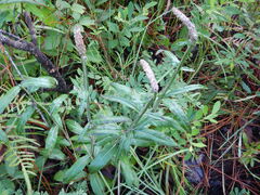 Pterocaulon pycnostachyum