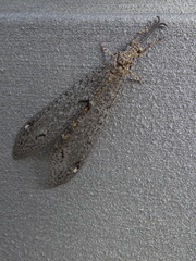 Distoleon canariensis