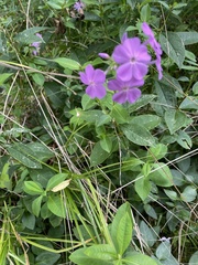 Phlox ovata