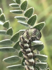 Schinia lucens