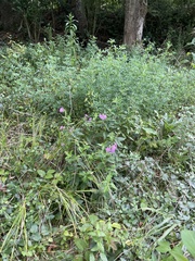 Phlox ovata