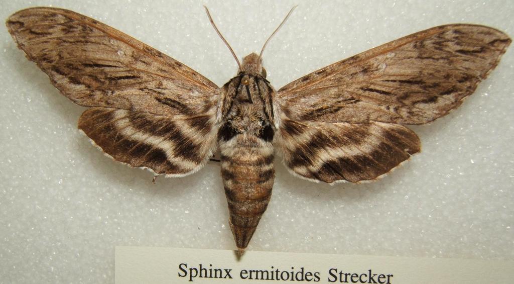 Sage Sphinx