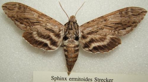 Sage Sphinx