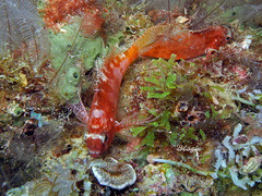 Cyprinocirrhites polyactis