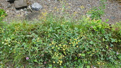 Bupleurum