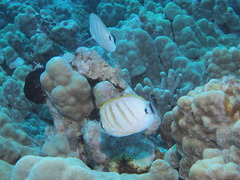 Chaetodon multicinctus