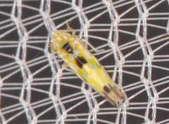 Erythroneura octonotata