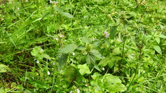 Galeopsis