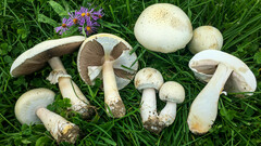 Agaricus crocodilinus