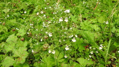 Euphrasia