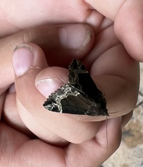 Hypena abalienalis