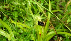 Bombus wurflenii