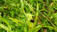 Bombus wurflenii