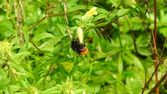 Bombus wurflenii