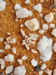 Anacampseros papyracea