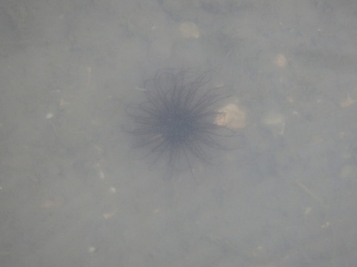 Pachycerianthus magnus