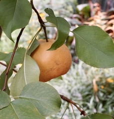 Pyrus pyrifolia