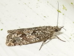 Zeiraphera canadensis